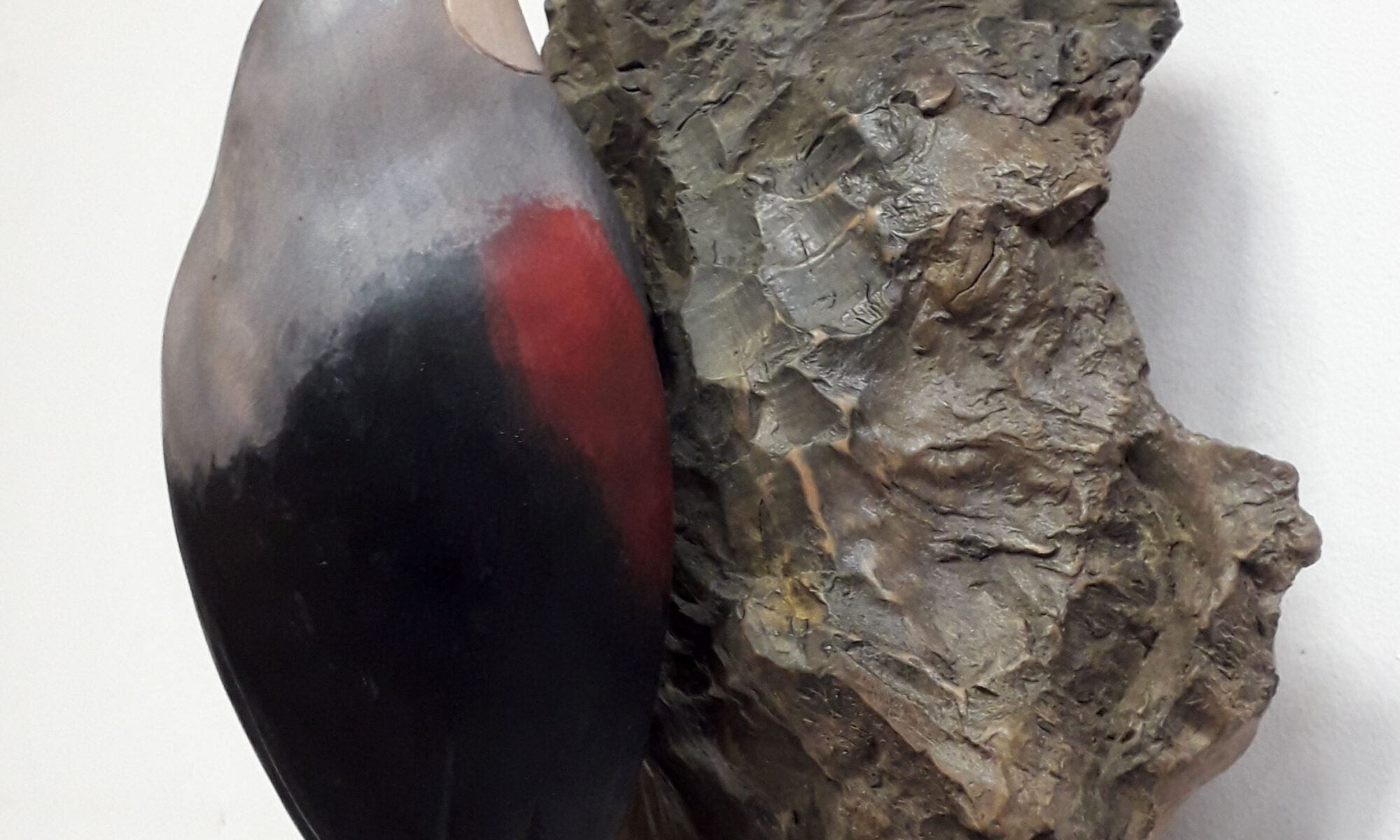 Tichodrome échelette3