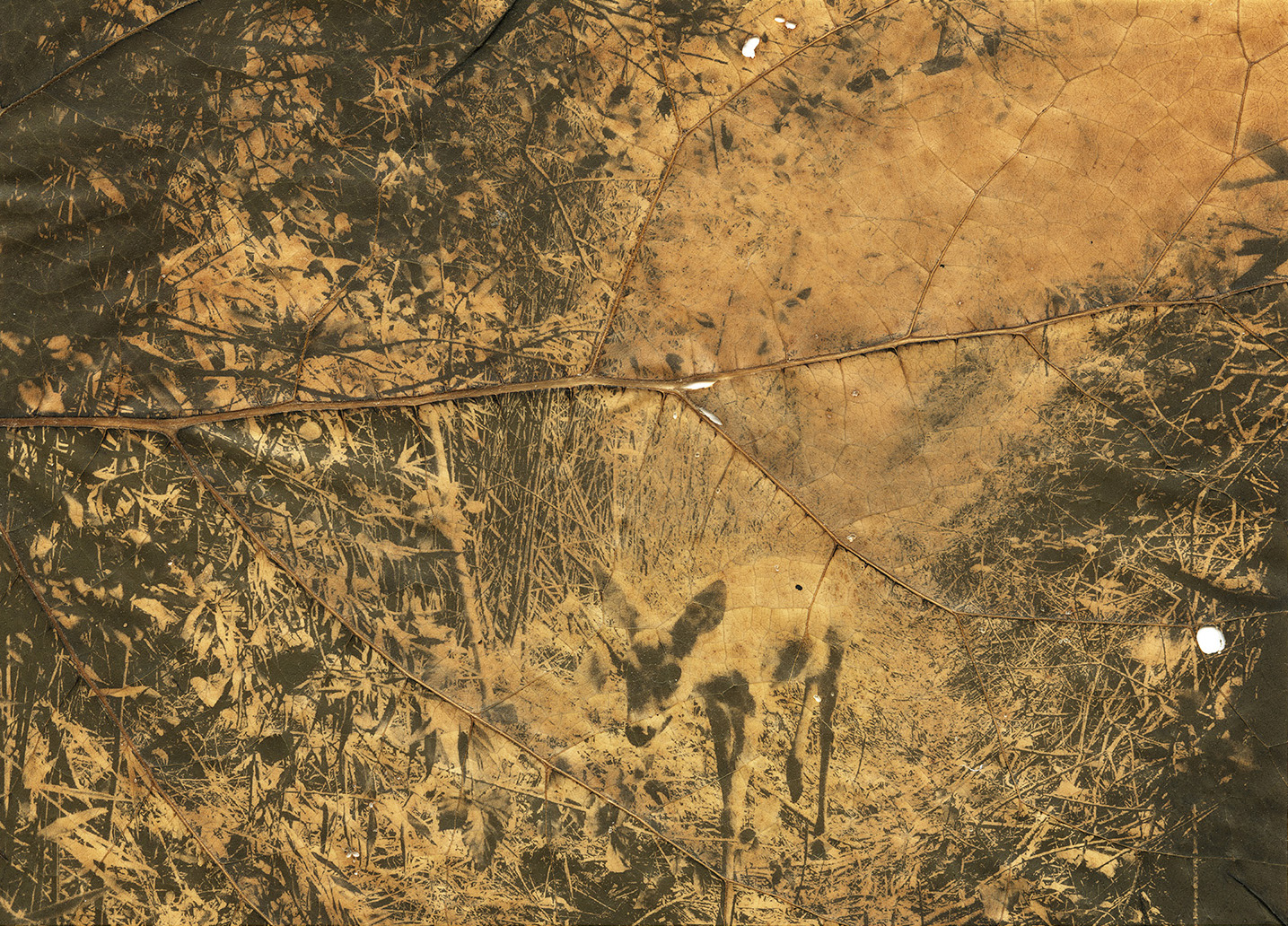 NPP2025-Patrice-Dion-03