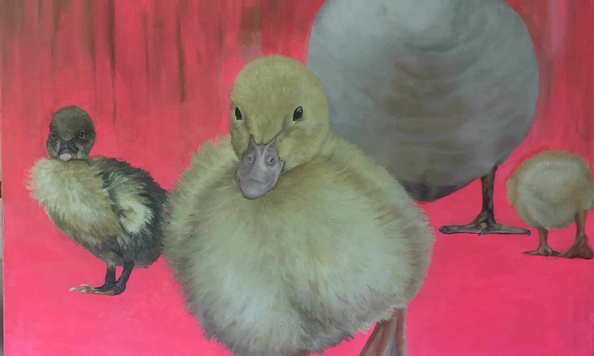 boucher-les canards (2)